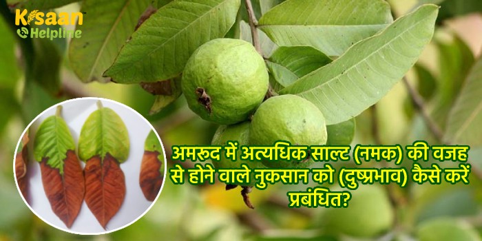 अमरूद में अत्यधिक साल्ट (नमक) की वजह से होने वाले नुकसान को (दुष्प्रभाव) कैसे करें प्रबंधित?